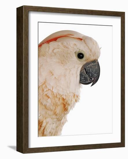 Cockatiel-Martin Harvey-Framed Photographic Print