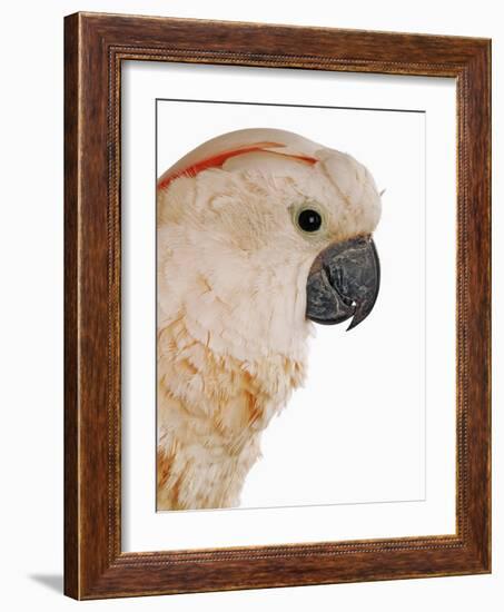 Cockatiel-Martin Harvey-Framed Photographic Print