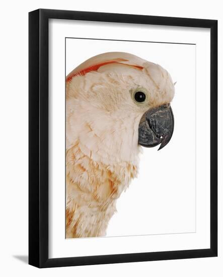 Cockatiel-Martin Harvey-Framed Photographic Print