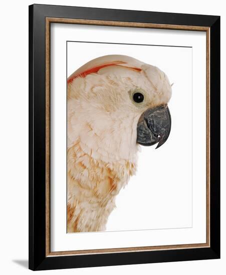 Cockatiel-Martin Harvey-Framed Photographic Print