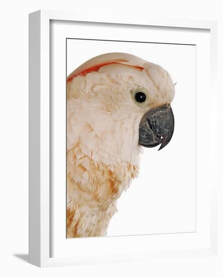 Cockatiel-Martin Harvey-Framed Photographic Print