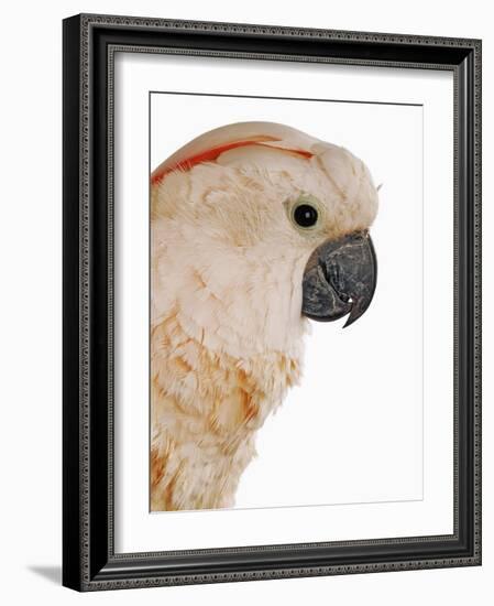 Cockatiel-Martin Harvey-Framed Photographic Print