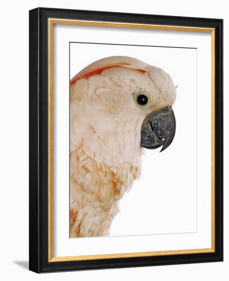 Cockatiel-Martin Harvey-Framed Photographic Print