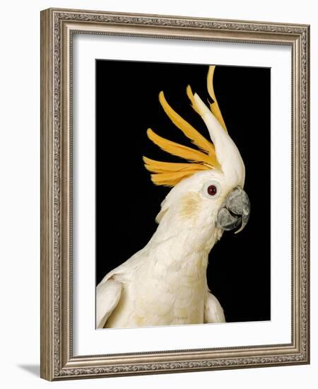 Cockatiel-Martin Harvey-Framed Photographic Print