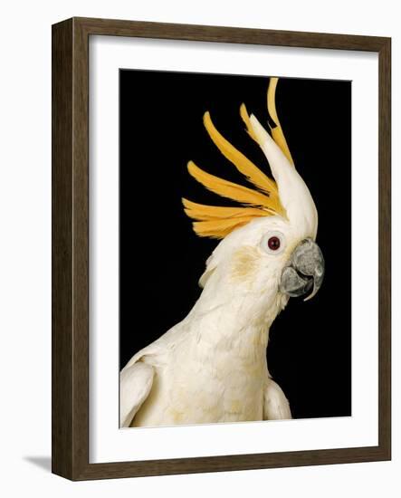 Cockatiel-Martin Harvey-Framed Photographic Print