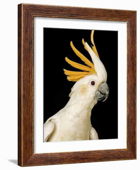 Cockatiel-Martin Harvey-Framed Photographic Print