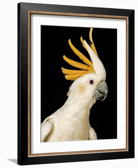 Cockatiel-Martin Harvey-Framed Photographic Print