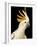 Cockatiel-Martin Harvey-Framed Photographic Print