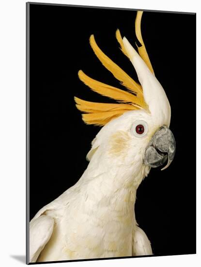 Cockatiel-Martin Harvey-Mounted Photographic Print