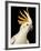 Cockatiel-Martin Harvey-Framed Photographic Print