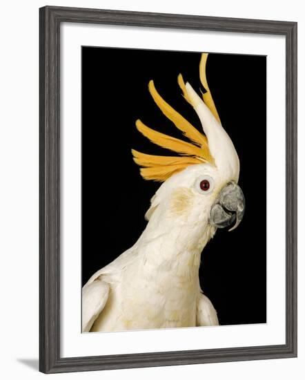 Cockatiel-Martin Harvey-Framed Photographic Print