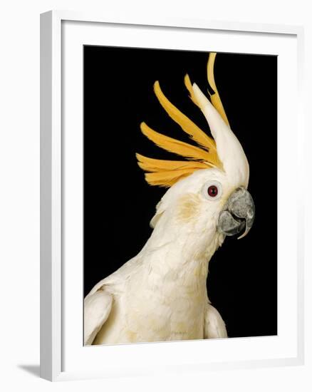 Cockatiel-Martin Harvey-Framed Photographic Print