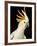 Cockatiel-Martin Harvey-Framed Photographic Print