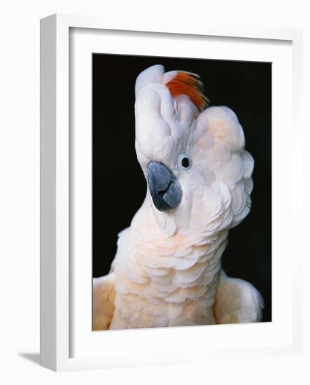 Cockatoo Displaying Crest-Chase Swift-Framed Photographic Print