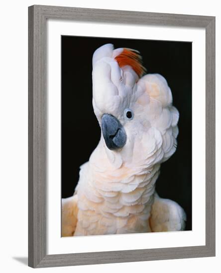 Cockatoo Displaying Crest-Chase Swift-Framed Photographic Print