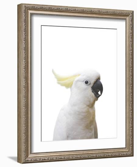 Cockatoo Friend-Andrew Watson-Framed Giclee Print