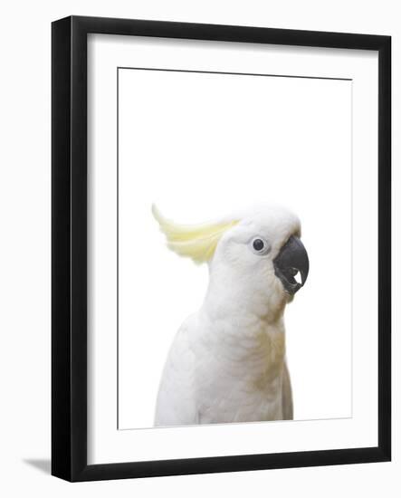 Cockatoo Friend-Andrew Watson-Framed Giclee Print