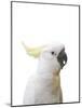 Cockatoo Friend-Andrew Watson-Mounted Giclee Print