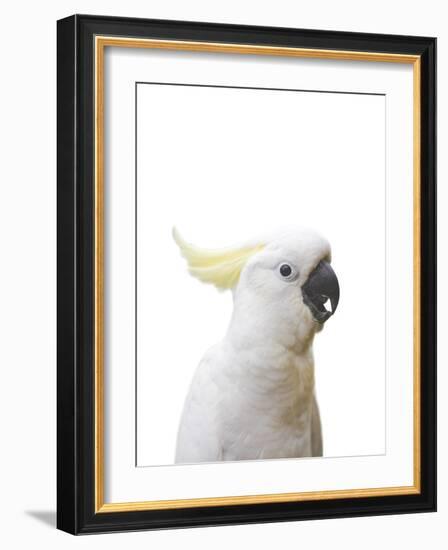 Cockatoo Friend-Andrew Watson-Framed Giclee Print