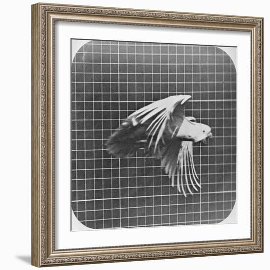 Cockatoo in Flight-Eadweard Muybridge-Framed Giclee Print