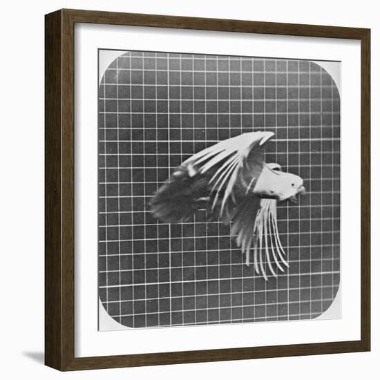 Cockatoo in Flight-Eadweard Muybridge-Framed Giclee Print