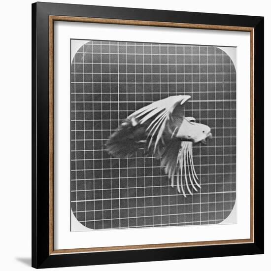 Cockatoo in Flight-Eadweard Muybridge-Framed Giclee Print