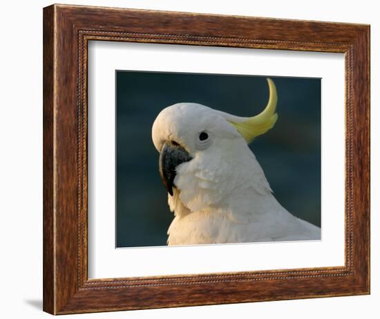 Cockatoo, Sydney Harbor, Australia-David Wall-Framed Photographic Print