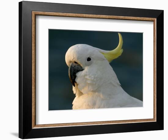 Cockatoo, Sydney Harbor, Australia-David Wall-Framed Photographic Print