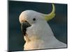 Cockatoo, Sydney Harbor, Australia-David Wall-Mounted Photographic Print