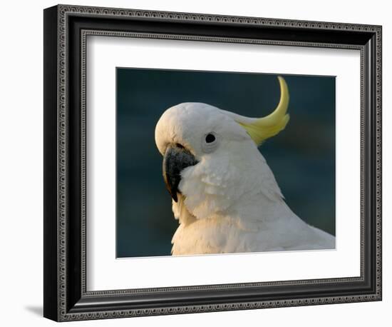 Cockatoo, Sydney Harbor, Australia-David Wall-Framed Photographic Print