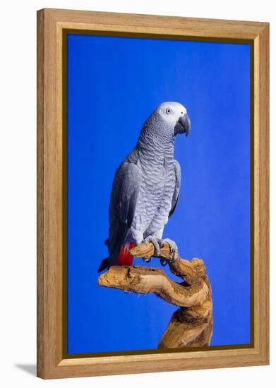 Cockatoo-null-Framed Premier Image Canvas