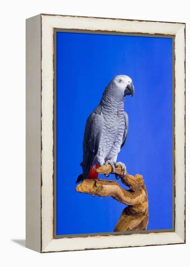 Cockatoo-null-Framed Premier Image Canvas