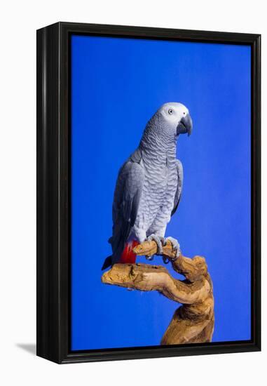 Cockatoo-null-Framed Premier Image Canvas