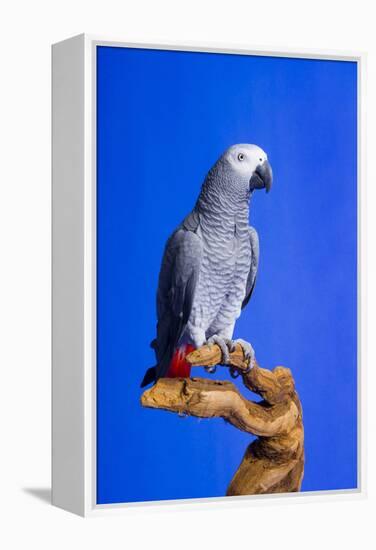 Cockatoo-null-Framed Premier Image Canvas