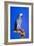 Cockatoo-null-Framed Photographic Print