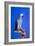 Cockatoo-null-Framed Photographic Print