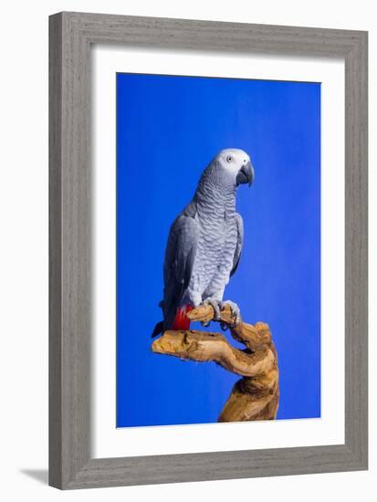 Cockatoo-null-Framed Photographic Print