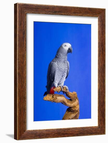 Cockatoo-null-Framed Photographic Print