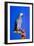 Cockatoo-null-Framed Photographic Print