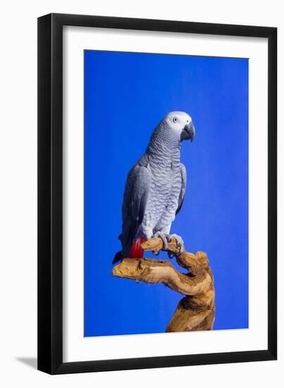 Cockatoo-null-Framed Photographic Print