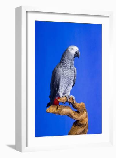 Cockatoo-null-Framed Photographic Print