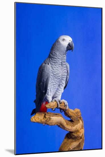 Cockatoo-null-Mounted Photographic Print