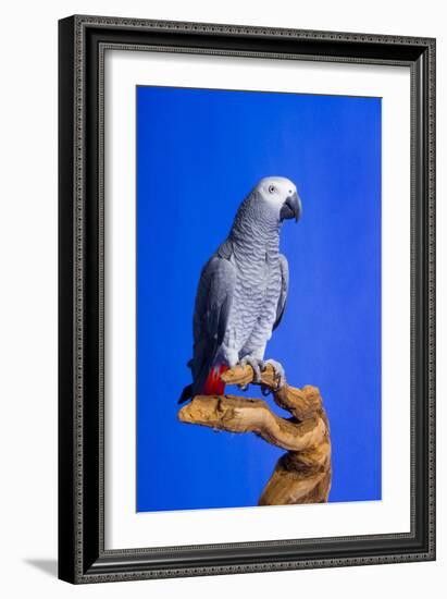 Cockatoo-null-Framed Photographic Print