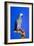 Cockatoo-null-Framed Photographic Print