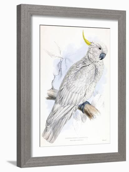 Cockatoo-Stellar Design Studio-Framed Art Print