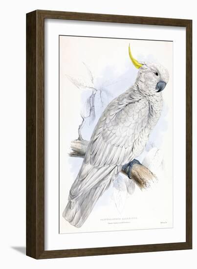 Cockatoo-Stellar Design Studio-Framed Art Print