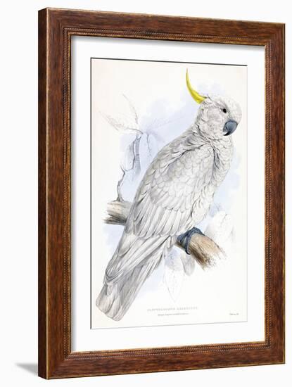 Cockatoo-Stellar Design Studio-Framed Art Print