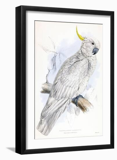 Cockatoo-Stellar Design Studio-Framed Art Print