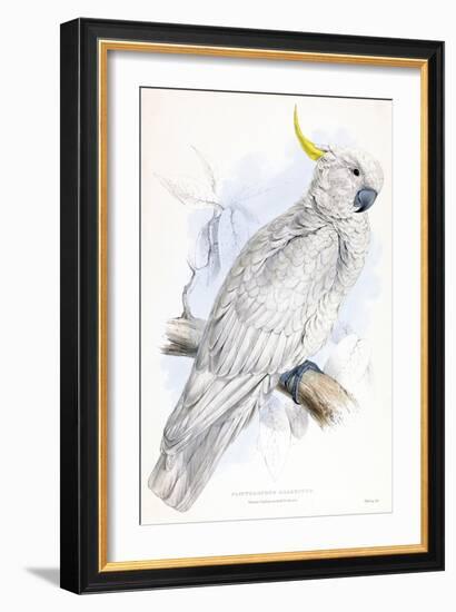 Cockatoo-Stellar Design Studio-Framed Art Print