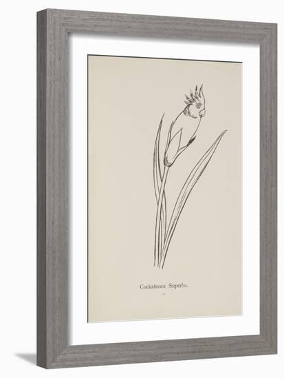 Cockatooca Superba. Illustration From Nonsense Botany by Edward Lear, Published in 1889.-Edward Lear-Framed Giclee Print